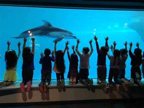 shedd aquarium activities.